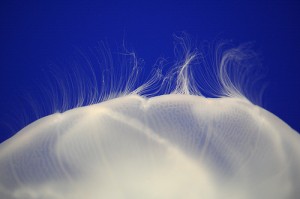 "Jellyfish" - Miksang photo by Mary Philips