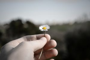 flower-1279823__340