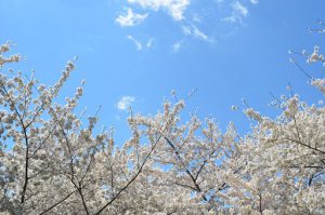 nature-731221__340