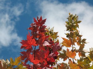 Fall leaves in Sky by Joey Johannsen