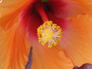 Orange Flower Stamen by Joey Johannsen