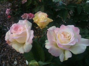 rose-garden-2