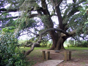 old-oak-tree