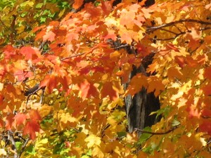 Fall Leaves with Glimpse of Tree, photo courtesy of Joey Johannsen