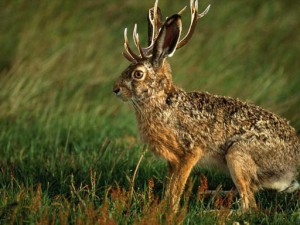 The newly crossbred Jackalope proves that imputations can have evolutionary effects, a special development in the Madhyamaka argument concerning the horns of a hare. 