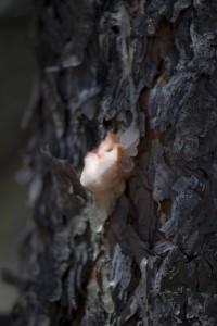 Resin pitch tubes form on the trunk of infested trees where beetles have began tunneling.