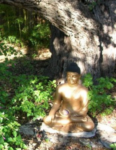 ASC_buddha_tree