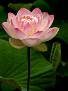 Lotus