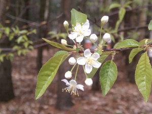 apple blossoms