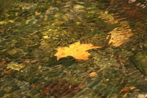 floating leaf