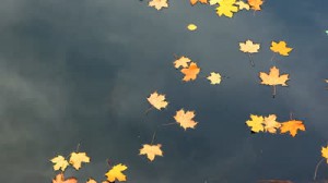 stock-footage-yellow-maple-leaves-drifting-in-the-river-during-autumn