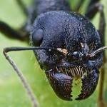 Killing Ants – Exploring Compassion