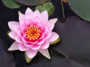 2014-10-08 VanDusen Garden lotus pond