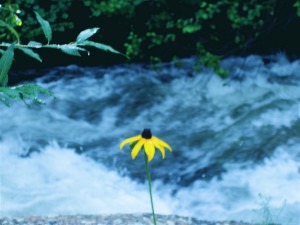 photo by Jennifer Woodhull - the yellow flower stands in front of the same Jim Creek that washed Jamestown, CO off the mountain during the recent flood