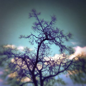 tree_branch_sky_cloud_geist