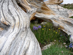 Bristlecone pine