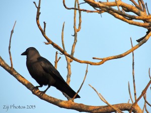 Crow Goa