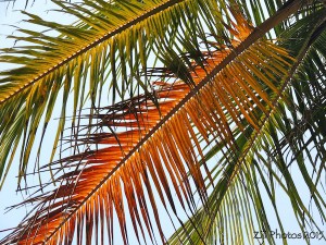 Palm Fronds Goa