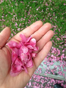 blossoms in the hand, photo by Sarah Lipton