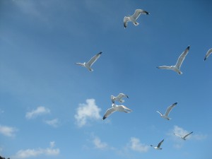 sea gulls