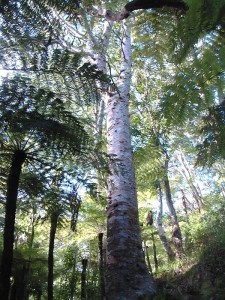 Kauri tree, Kakamatua Beach