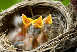 8825579-three-hungry-baby-robins-in-a-nest-wanting-the-mother-bird-to-come-and-feed-them-copy-space