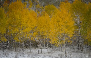 aspens snow-2-2