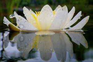 water-lily-635865__340