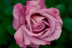 rose-782513__340