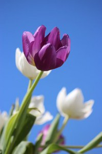 tulips-177889__340