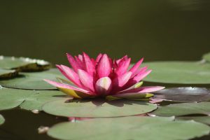 water-lilies-1025523__340