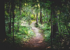 forest-path-1081805__340