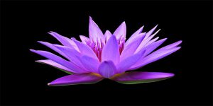 water-lily-1592771__340