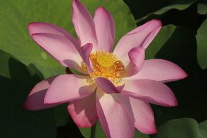 lotus-1553816__340