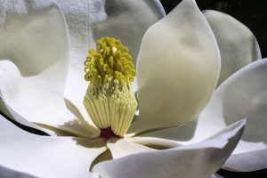 magnolia-1077384__340