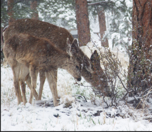 Deer browsing in the snow at Shambhala Mountain Center
