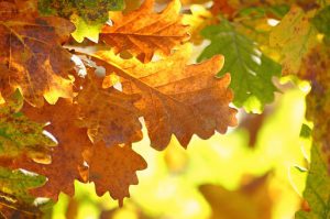 oak-leaves-1777410__340