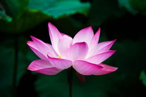 open lotus flower