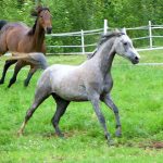 Right Livelihood Arises from Raising Equestrian Windhorse