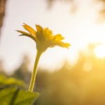 Compassion vs. Empathy: Understanding the Difference