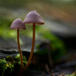 Buddhism, Psychedelic-Assisted Therapy and the Spiritual Path: An Interview with Dr. Sara Lewis